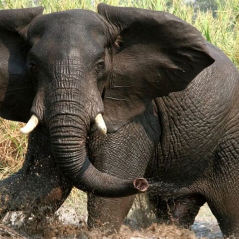 Αγριεμένος ελέφαντας σε σαβάνα της Αφρικής