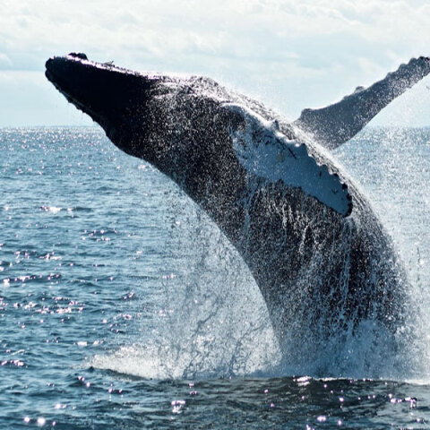 Φάλαινα πετάγεται έξω από το νερό της θάλασσας