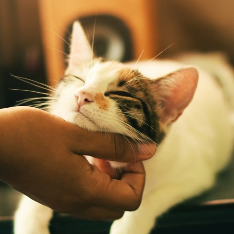 Μια νέα μελέτη για τα δημοφιλή αιλουροειδή υποστηρίζει ότι το μυστικό του αν η γάτα σας αισθάνεται δεμένη μαζί σας βρίσκεται στη συμπεριφορά της.