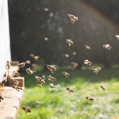 Γυναίκα στις ΗΠΑ κατηγορείται ότι επιτέθηκε σε αστυνομικούς με μέλισσες