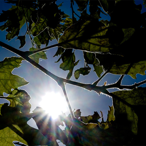 Καιρός - Ήλιος