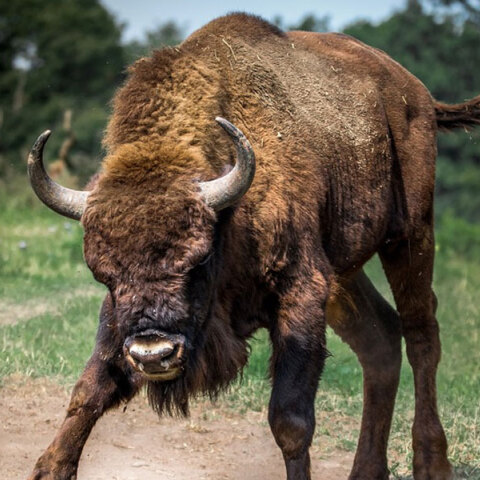 Βίσονας ετοιμάζεται να επιτεθεί