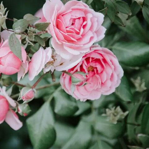 Σήμερα 23 Οκτωβρίου γιορτάζει ο Ιάκωβος