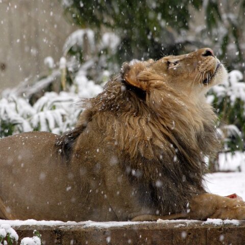  Πέθανε σε ηλικία 17 ετών ο Λουκ , ο «πατριάρχης» των λιονταριών 