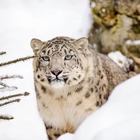 Τα Ηνωμένα Έθνη εκπέμπουν SOS για τη λεοπάρδαλη του χιονιού: Έχουν απομείνει λίγες χιλιάδες