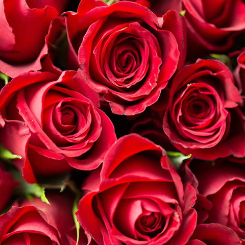 Κόκκινα τριαντάφυλλα