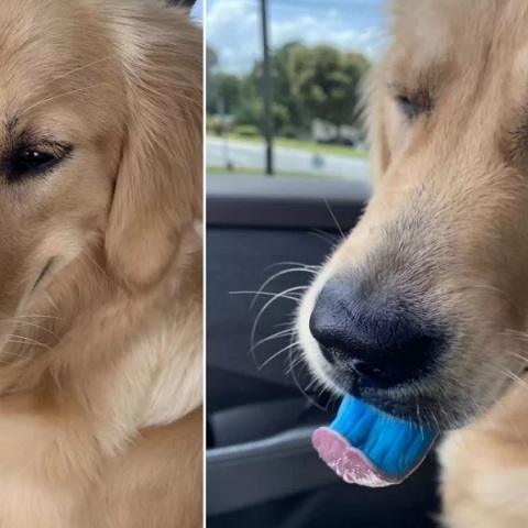 Viral η μπλε γλώσσα ενός σκύλου στις ΗΠΑ 