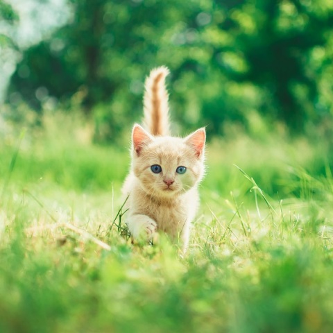 Πρόστιμο 5.000 ευρώ σε αστυνομικό που κλώτσησε γάτα στην Τρίπολη