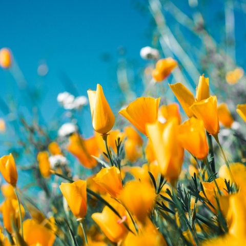 Εορτολόγιο: Σήμερα 29 Οκτωβρίου γιορτάζει…