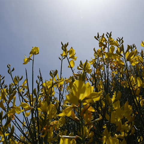 Καιρός - Ήλιος