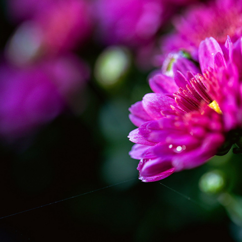 Λουλούδι - γιορτή