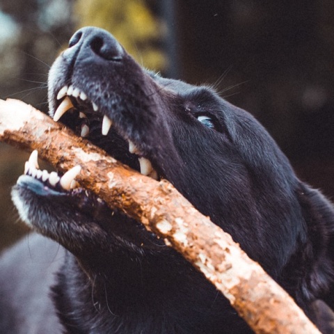 Σκύλος επιτέθηκε και τραυμάτισε 13χρονο στο πρόσωπο (σκληρές εικόνες)