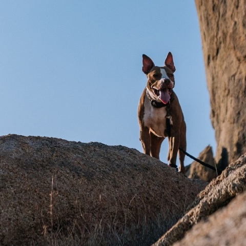 Πιτ μπουλ δάγκωσε αστυνομικό σε «έφοδο» για ναρκωτικά 