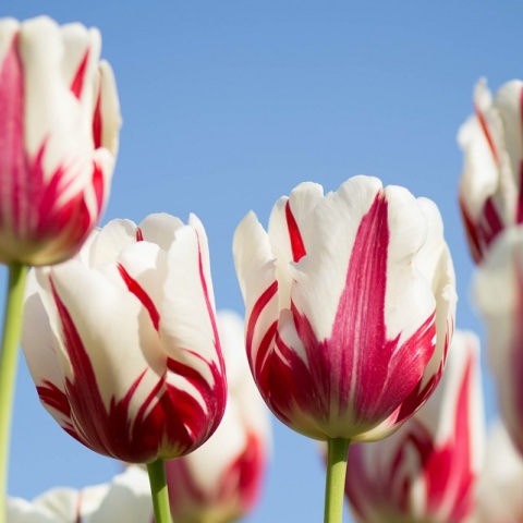 Εορτολόγιο: Σήμερα 5 Νοεμβρίου γιορτάζει…