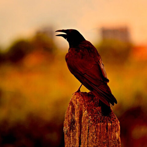 Στο χείλος της εξαφάνισης πολλά είδη πουλιών στον πλανήτη