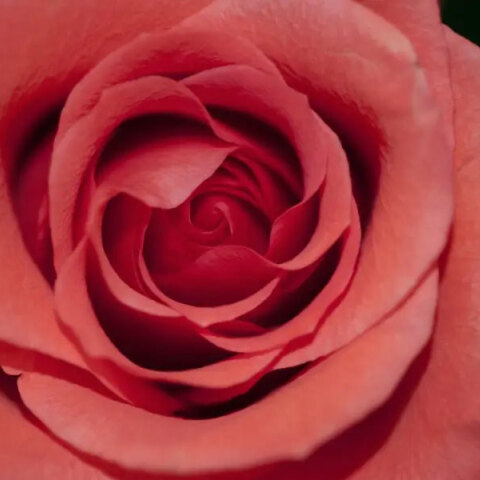 O Αθηνόδωρος γιορτάζει σήμερα 7 Νοεμβρίου