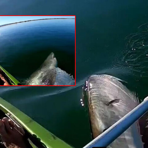 Καρέ καρέ η επίθεση λευκού καρχαρία σε καγιάκ στην Αυστραλία