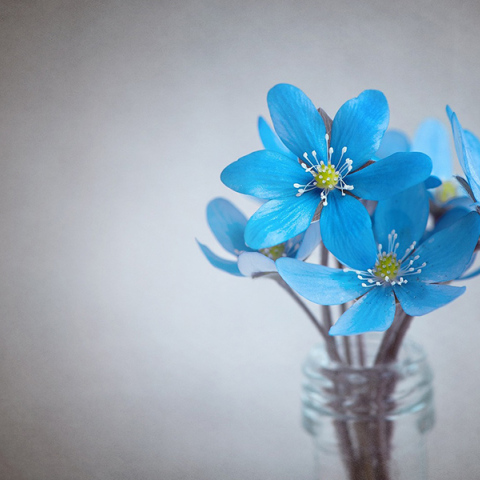 Γιορτή - λουλούδι