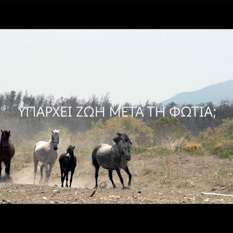 Άλογα τρέχουν σε καμένες εκτάσεις γης