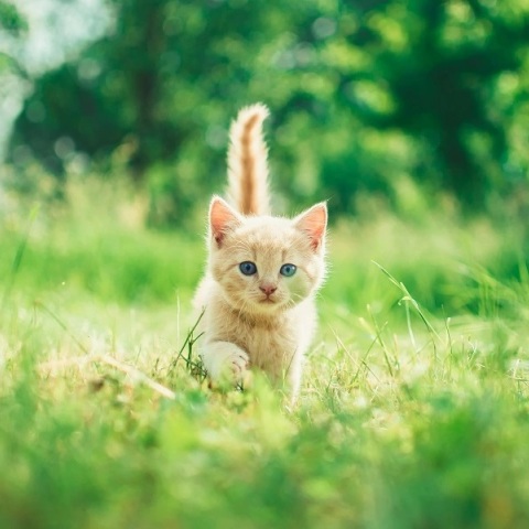 Γατάκι αρνείται τη μετακόμιση και γυρίζει στην παλιά του γειτονιά (βίντεο)