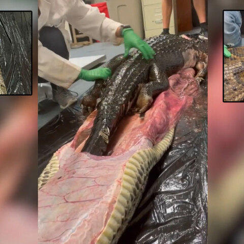 Ολόκληρο αλιγάτορα κατάπιε πύθωνας στη Φλόριντα
