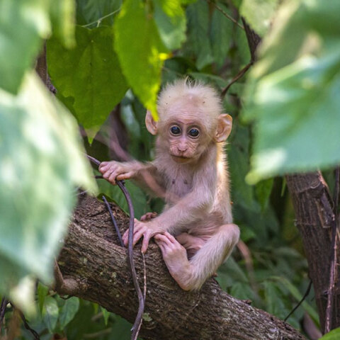 Μαϊμουδάκι σε τροπικό δάσος