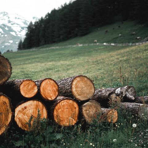 Κορμοί δέντρων