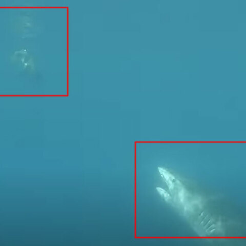 Καρχαρίας ετοιμάζεται να επιτεθεί σε θαλάσσια χελώνα στο Ανατολικό Τιμόρ