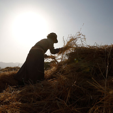 Αγρότης μαζεύει σιτηρά σε σωρούς