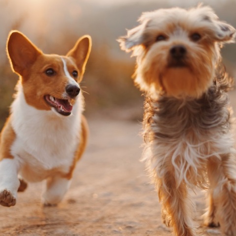 Spot για τη νέα τηλεφωνική γραμμή 10410 της ΕΛΑΣ για τα ζώα