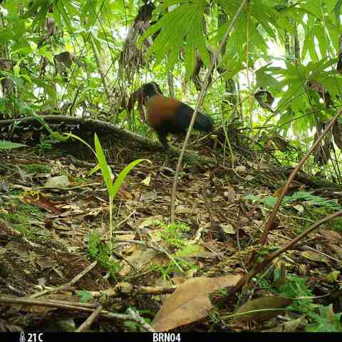 Το «εξαφανισμένο» περιστέρι-φασιανός εντοπίστηκε ξανά μετά από 140 χρόνια