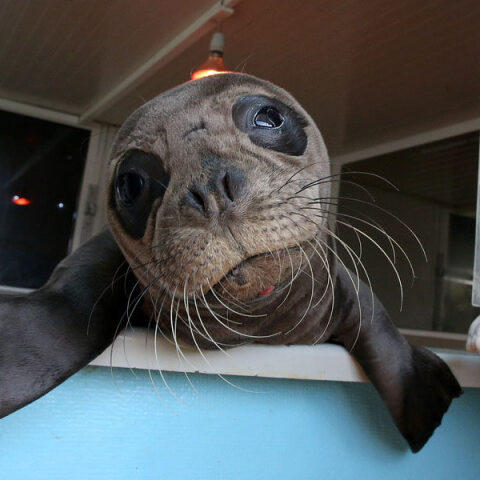 Μωρό φώκια 10 ημερών ταξίδεψε από την Κρήτη στην Αθήνα για να βρεθεί στην αγκαλιά της Mom