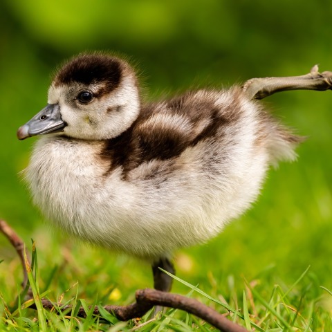 Βασιλιάς Κάρολος: Τέρμα το φουά γκρα από το βασιλικό μενού