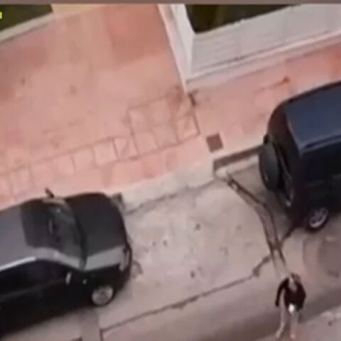 Το νεκρό κανίς στη Δραπετσώνα μετά την επίθεση από λυκόσκυλο