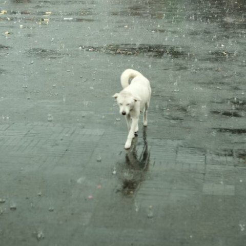 Βροχερός ο καιρός σήμερα Τετάρτη (23/11) σε πολλές περιοχές της χώρας