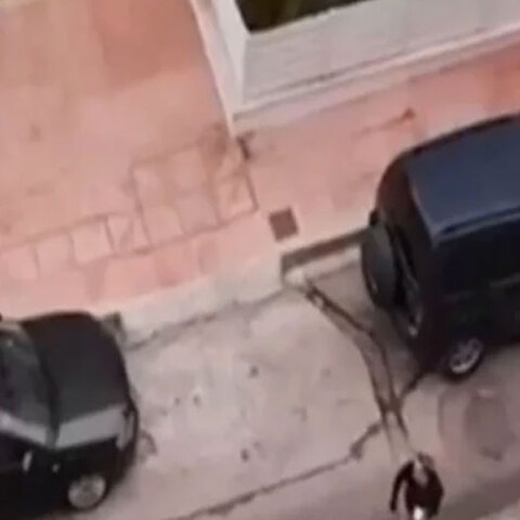 Το νεκρό κανίς στη Δραπετσώνα μετά την επίθεση από λυκόσκυλο