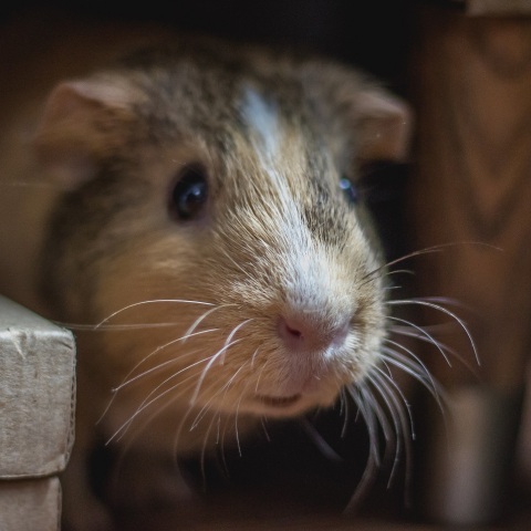 Γάλλία: Πρόστιμο με αναστολή σε δύο φοιτητές που έφαγαν ζωντανό ένα ποντίκι	
