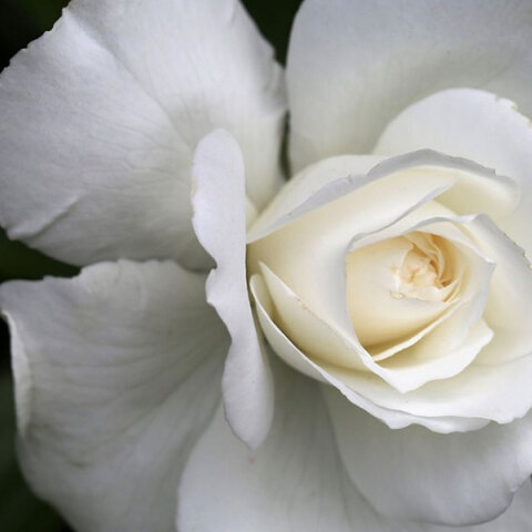 Η Κατερίνα γιορτάζει σήμερα 25 Νοεμβρίου, σύμφωνα με το εορτολόγιο