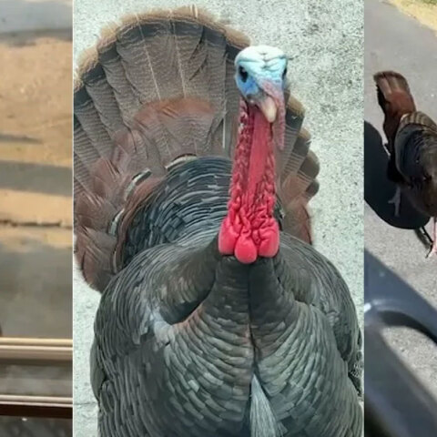 Άγριες γαλοπούλες στη Μασαχουσέτη «τρομοκρατούν» τους κατοίκους της πόλης Woburn