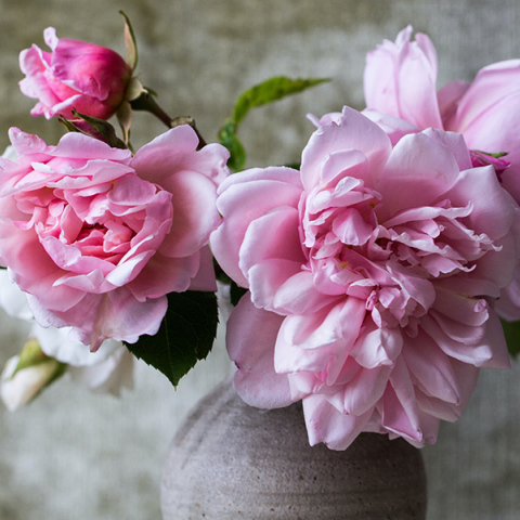 Λουλούδι - γιορτή