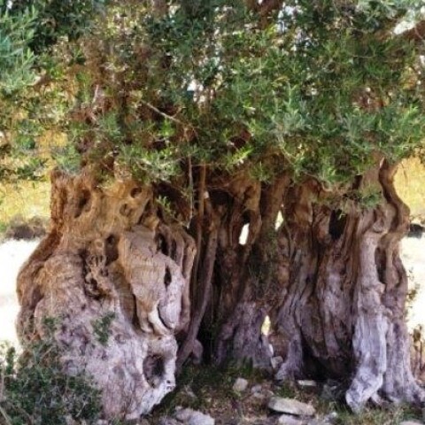 Ρόδος: Εντοπίστηκε ελαιόδεντρο ηλικίας άνω των 2.000 ετών