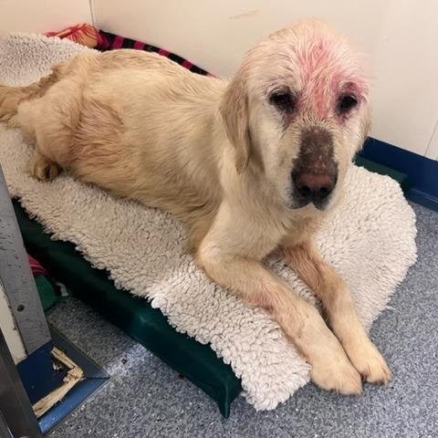 Λαμπραντόρ βρήκε οικογένεια στη Βρετανία