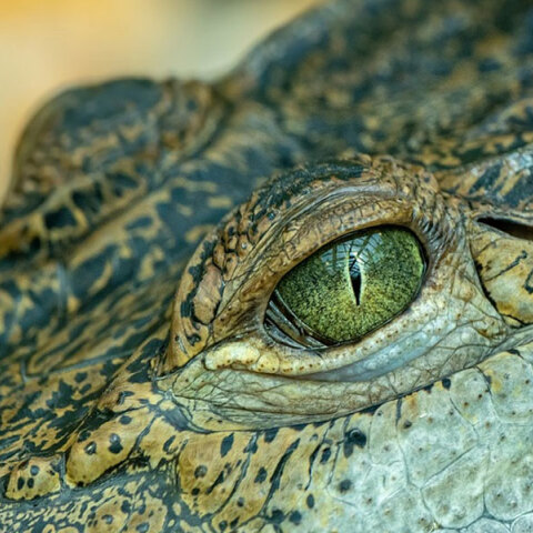 Κροκόδειλος στην Κόστα Ρίκα έφαγε 8χρονο αγόρι