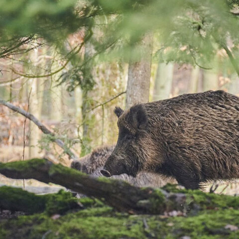 Αγριογούρουνα εμφανίστηκαν στο Λαύριο