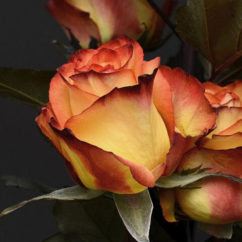 Ο Νίκος γιορτάζει σήμερα 6 Δεκεμβρίου, σύμφωνα με το εορτολόγιο