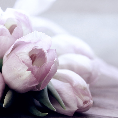 Γιορτή - λουλούδι