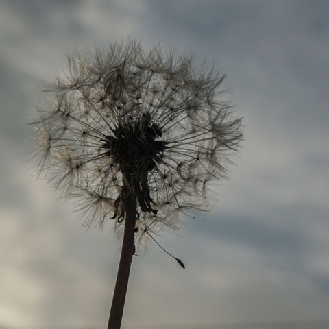 Μουντός ο καιρός σήμερα Τρίτη (6/12) στην Αττική