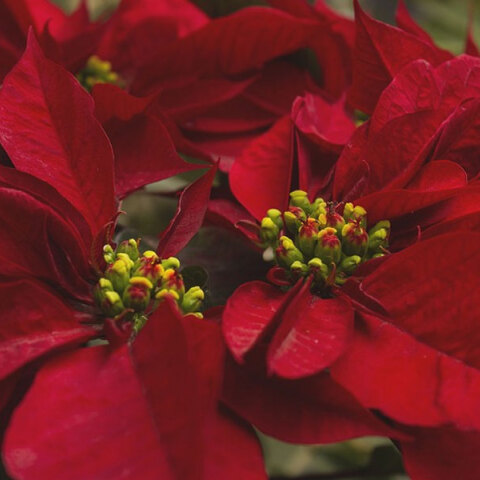 O Όσιος Πατάπιος γιορτάζει σήμερα 8 Δεκεμβρίου, σύμφωνα με το εορτολόγιο