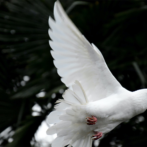 Διάσκεψη για τη βιοποικιλότητα