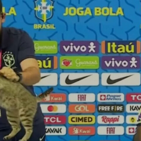 Η γάτα που «διέκοψε» τη συνέντευξη Τύπου του Βινίσιους στο Μουντιάλ του Κατάρ απομακρύνεται με βάναυσο τρόπο